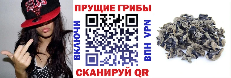 Купить закладки  Юхнов  Галлюциногенные грибы мицелий 